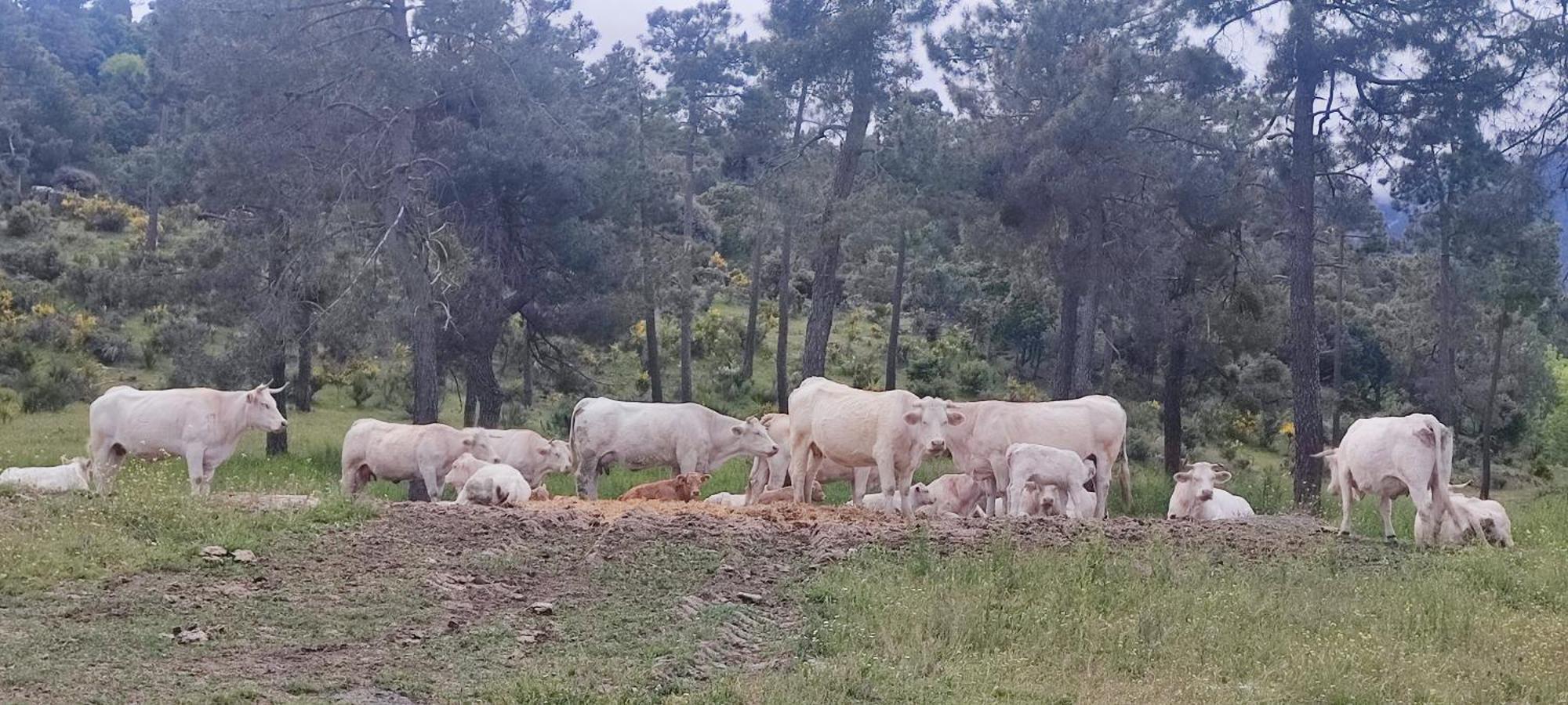 El Rincon De Gredos Pension Navaluenga Buitenkant foto